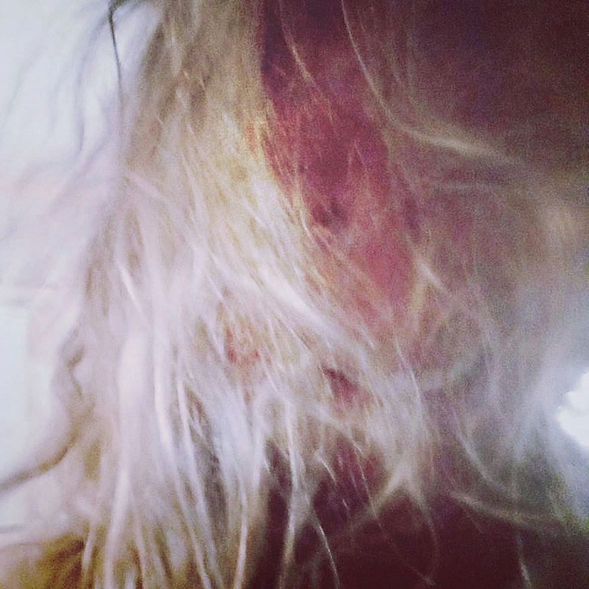 AlbumArtiMagicHairLARGEFilebutPixilated